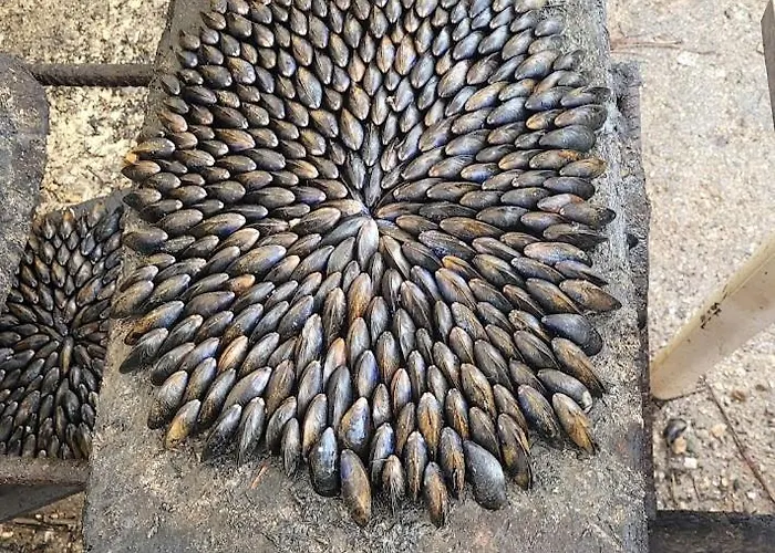 Notre Oleronaise Saint-Denis-dʼOléron